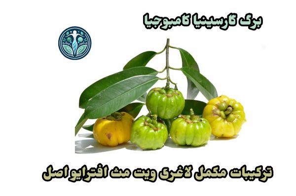 برگ گارسینیا کامبوجیا در مکمل لاغری ویت مث افترایو اصل
