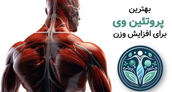 بهترین پودر پروتئین برای افزایش وزن