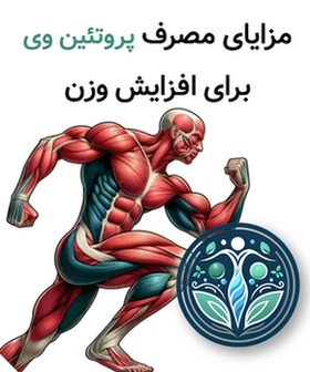 مزایا مصرف پروتئین وی برای چاقی
