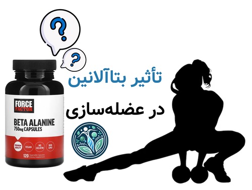 تأثیر بتاآلانین در عضلهسازی
