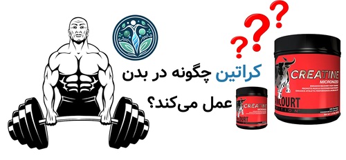 کراتین چگونه در بدن عمل می‌کند؟