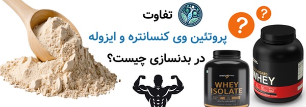 تفاوت پروتئین وی کنسانتره و ایزوله در بدنسازی چیست؟