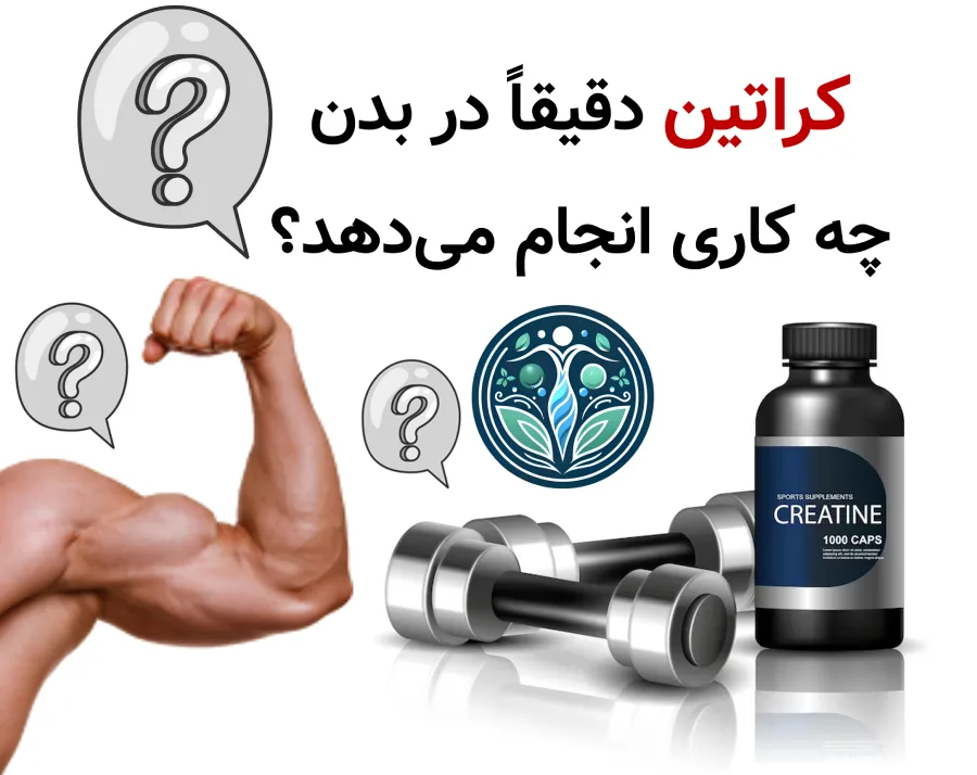1) کراتین دقیقاً در بدن چه کاری انجام میدهد؟ (واقعیت علمی پشت افزایش قدرت)